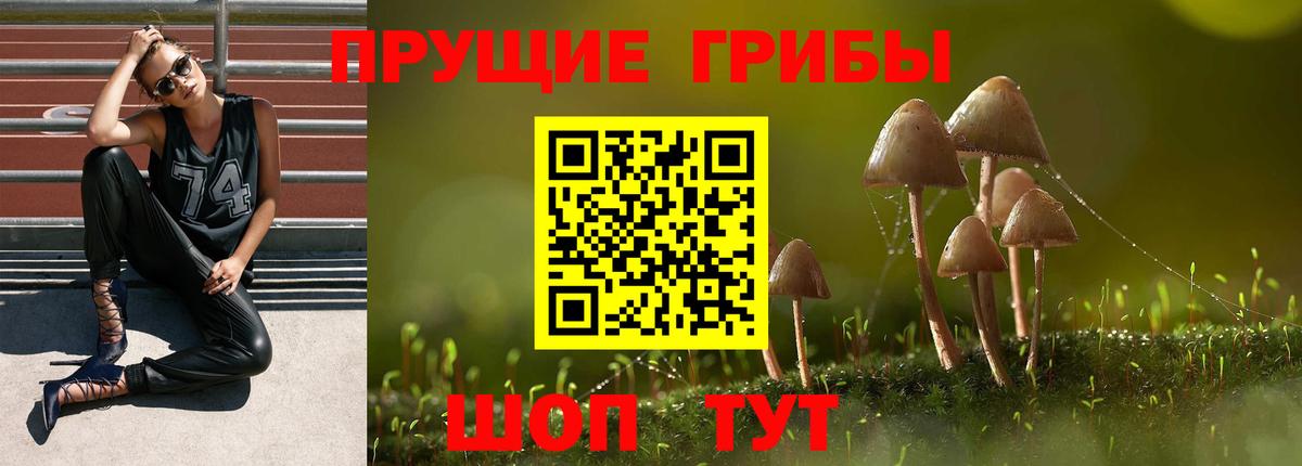 Галлюциногенные грибы Psilocybe Нерюнгри
